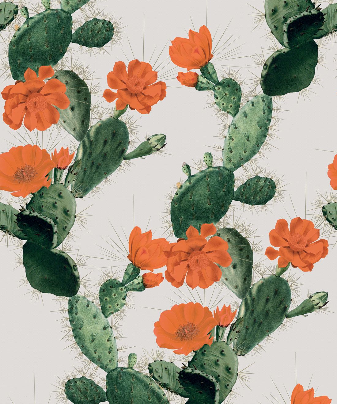 Cactus in Red Day an alluring cactus wallpaper